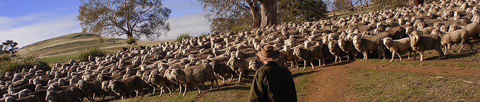 A flock of sheep, being herded by a farmer.